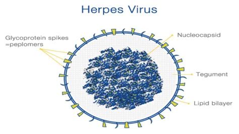 hermes simplex|world health organization herpes simplex.